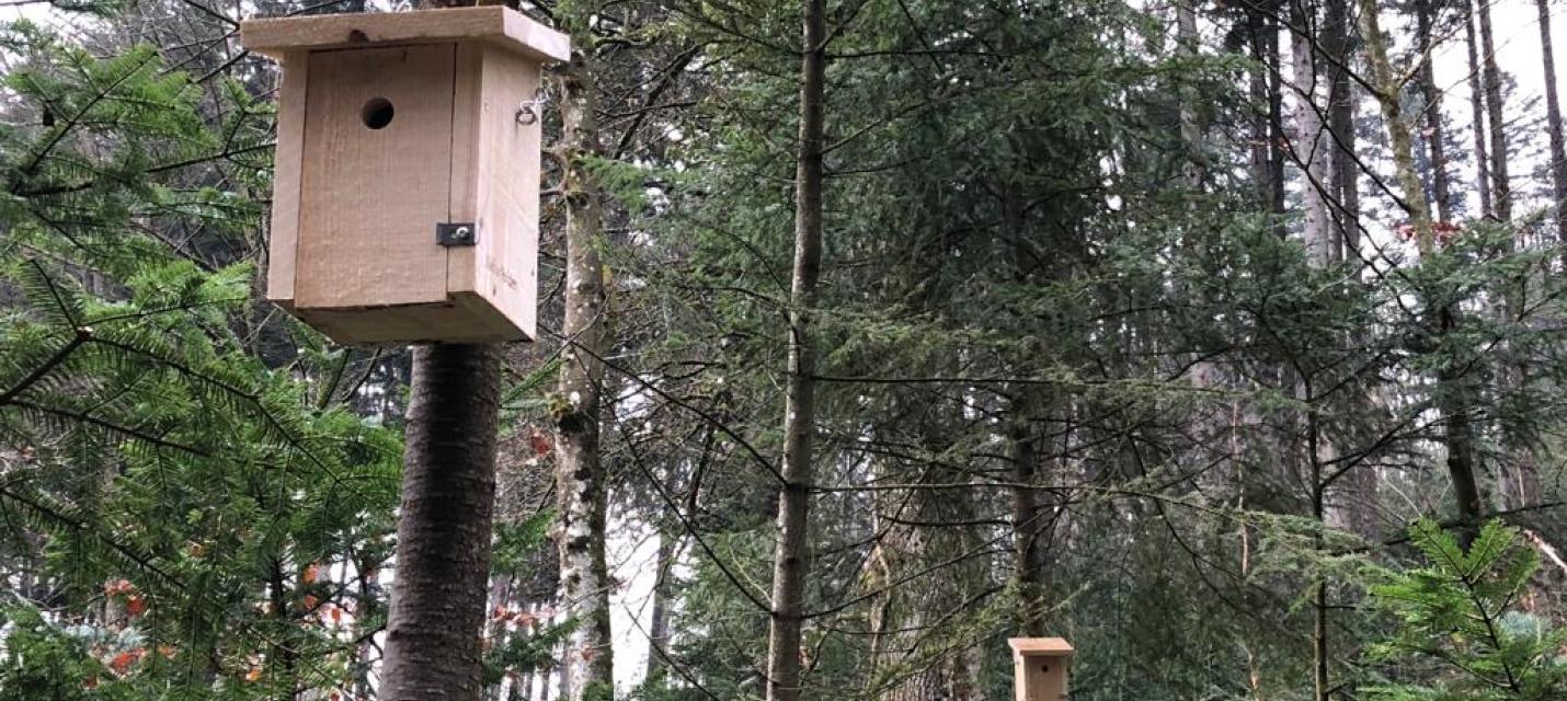 Nistkästen im Wald an Bäumen